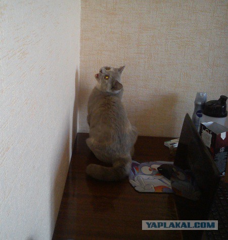 Котовторник  08.07.2014