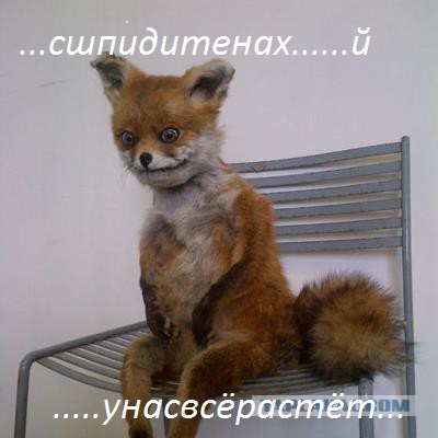 Чем мы бесим Америку и страдальцев по фуагра,