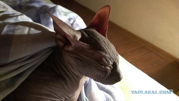 Если есть кошачье ню, то оно выглядит вот так...