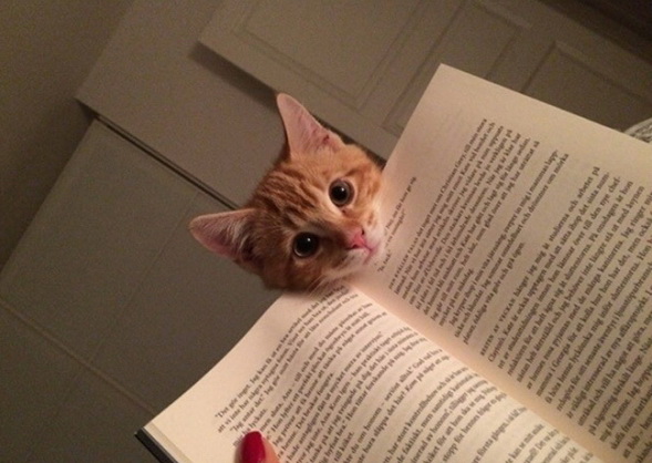 Котовторнику посвящается.