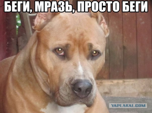 Весёлые картинки