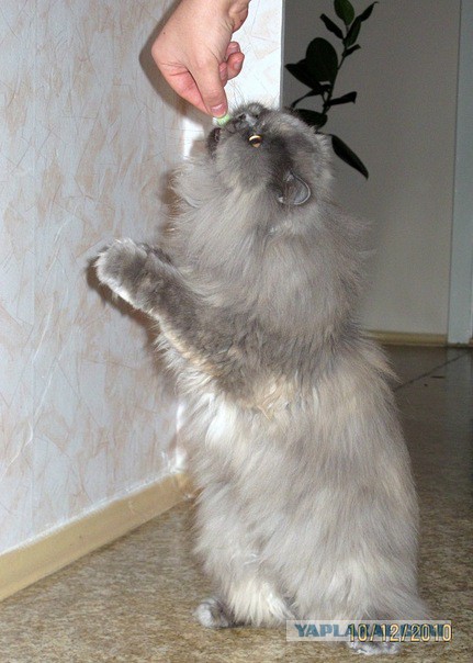Котовторник