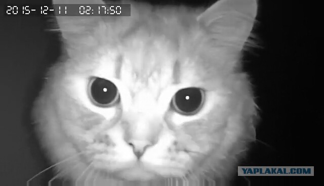 За что я люблю китайцев