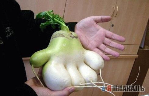 Эта сексуальная природа. РАСТЕНИЯ, ПЕЙЗАЖИ