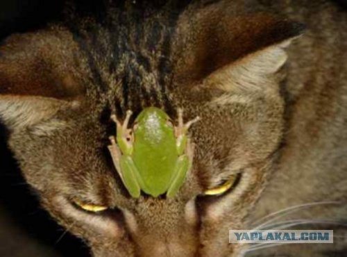 Скотинки - Животинки