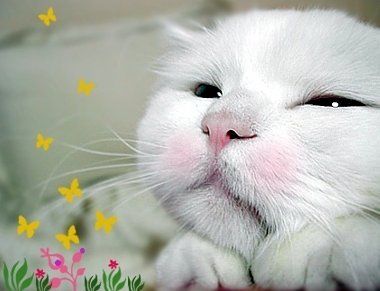 Коты, кошки, котята