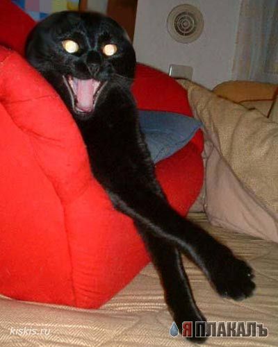Коты, кошки, котята