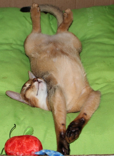 Котовасия ;)