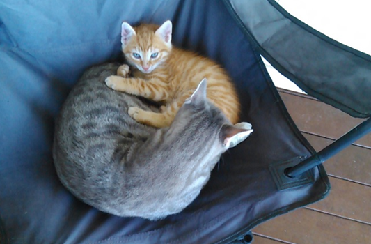 Восьмомартовский котовторник