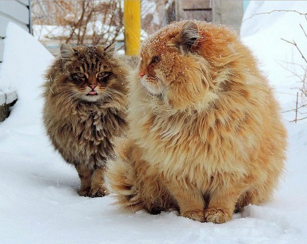 Мохнатые беспредельщики