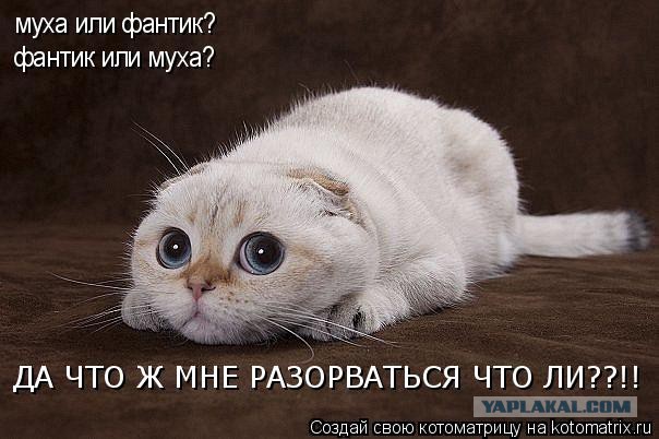 Поклонская хочет обновить Госдуму собой.