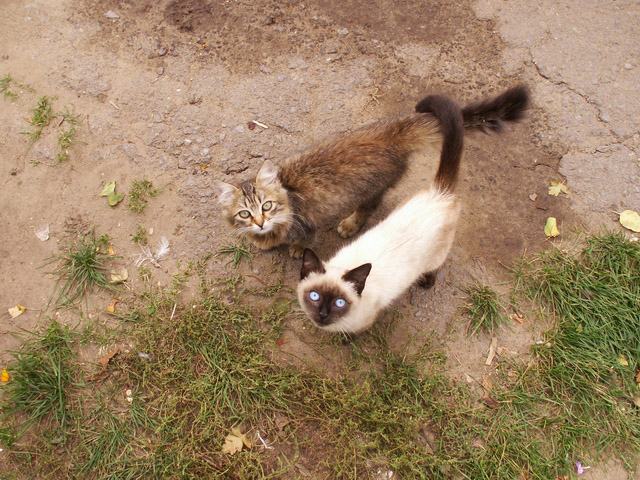 Котомет во вторник (11.12.2007)