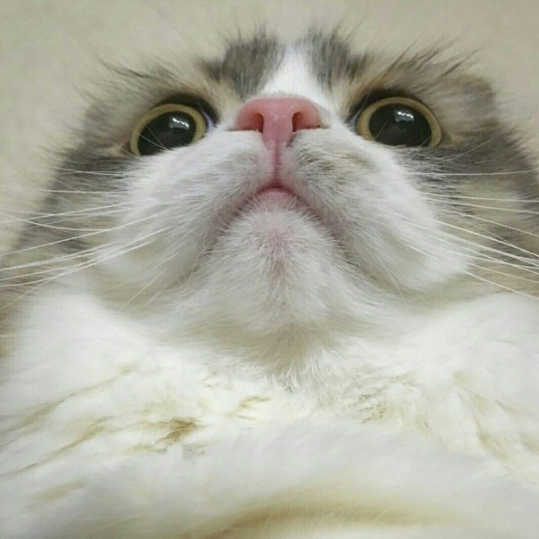 Прикольные животные