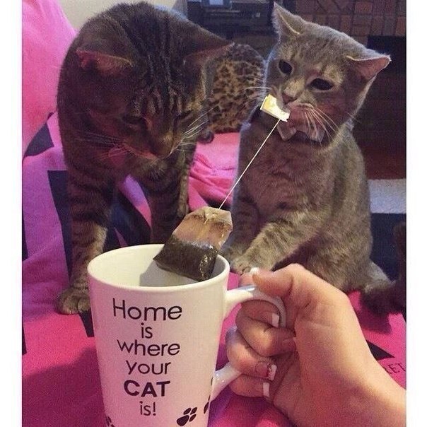 Прикольные животные