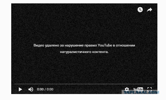 Ветеринару сломали нос, избив его мертвой кошкой