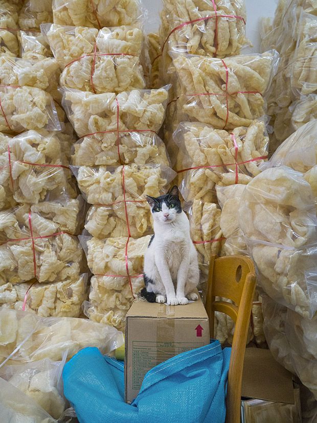 Коты из сети