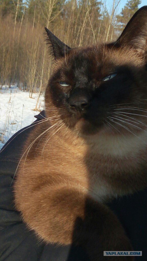Котовторник 14.03.2017