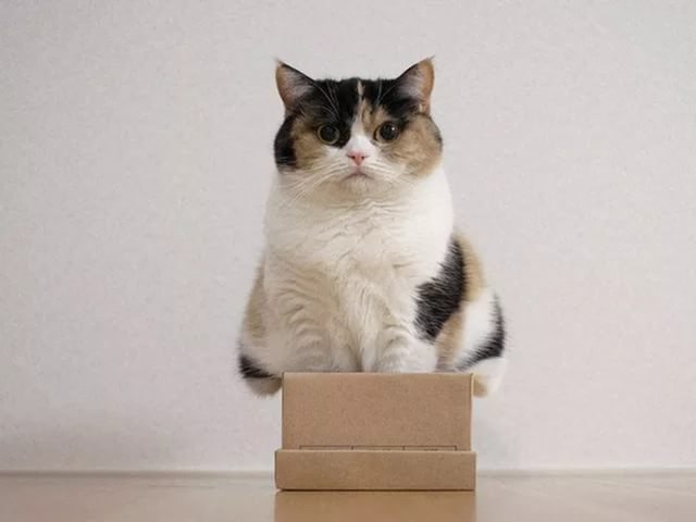 Коты и Кошки