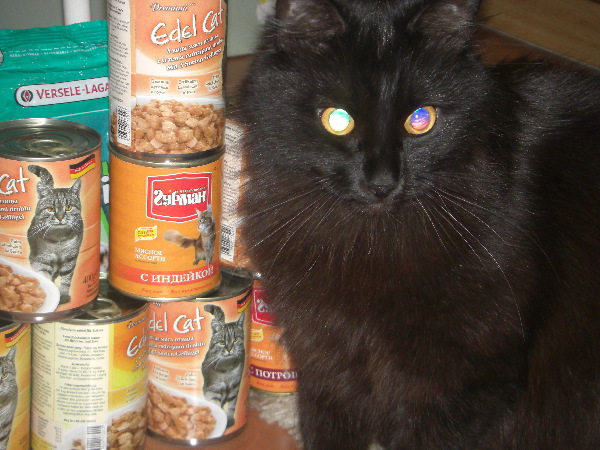 Коты и Кошки