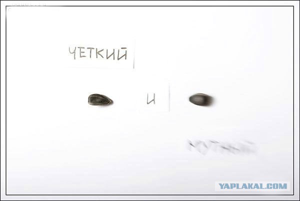 Смерть под скорлупой
