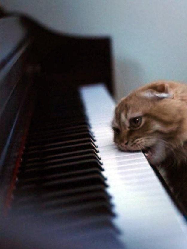 Коты и Кошки