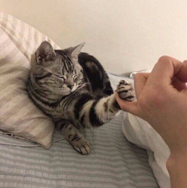 Прикольных котов пост