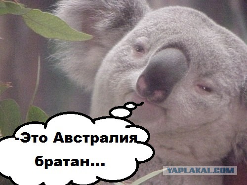 Конкурс мокрых футболок в австралийском ночном клубе