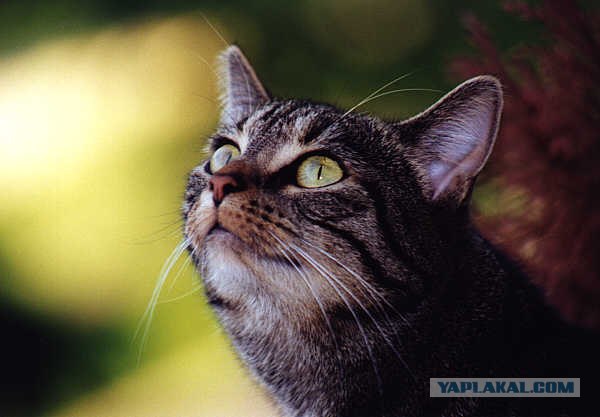 Котовторник на ЯПлакал!