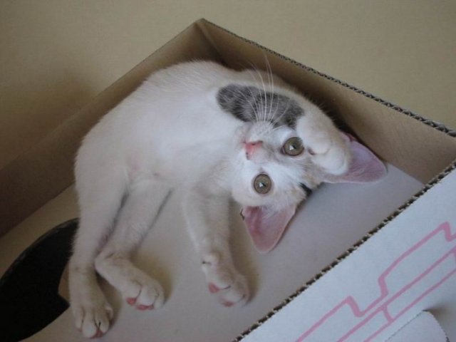 Котовторник на ЯПлакалъ 08.07.2008