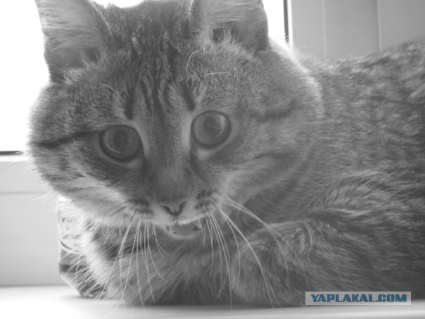 Ударим КОТОВТОРНИКОМ по УГ-постингу