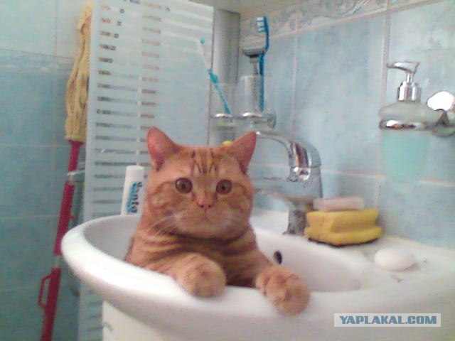 Котовторник на ЯПе