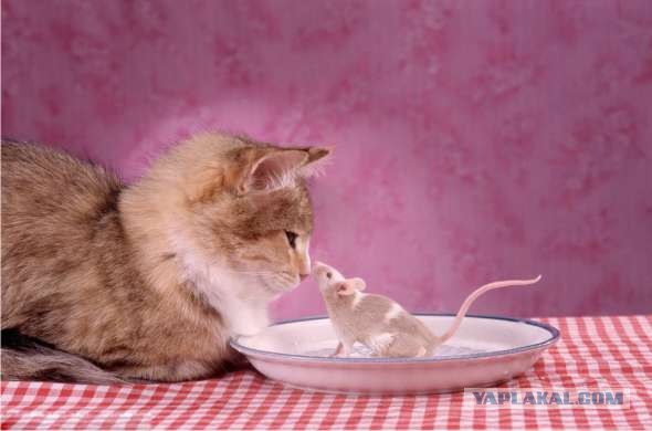 Кубанский крысолов порода кошек. Сибирский крысолов кот белый. Кот крысолов. Кошка крысоловка. Мышь которая ест кошек.