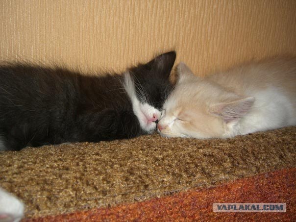 Котовторник!