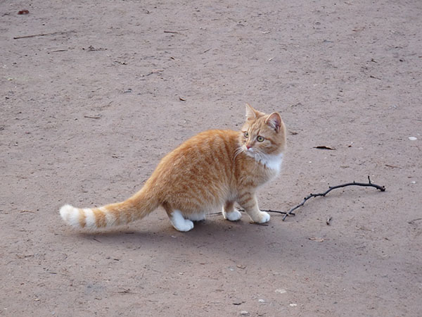 Котовторник 24.04.2012