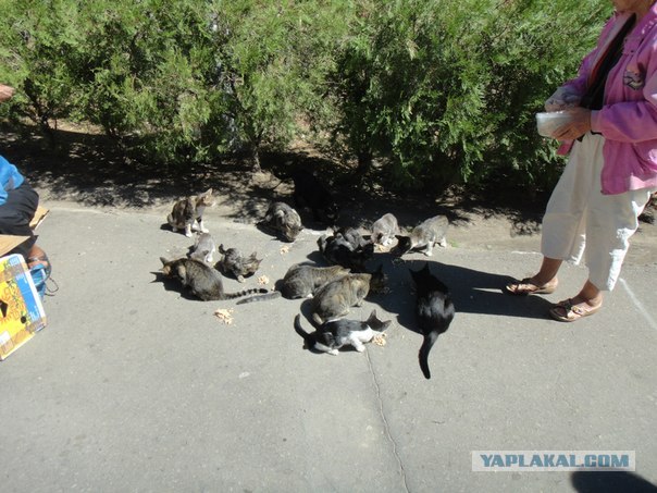 Котовторник  4.09.12