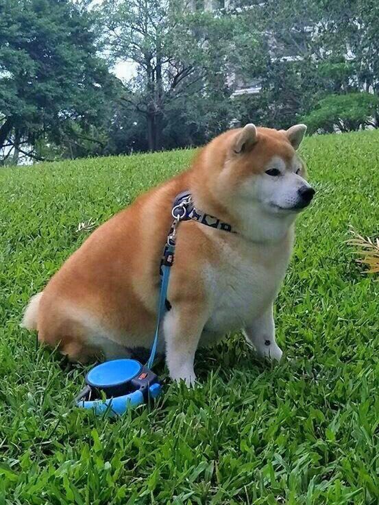 Живность из сети