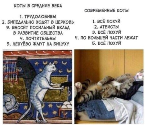 Медики объяснили, почему нельзя спать с кошкой