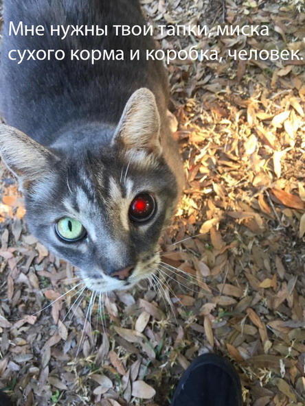 Коты с уранового рудника, надо больше урана!