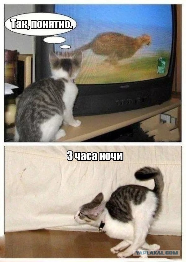 Котенок смотрит мультик