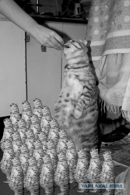 Кормим кота с рук
