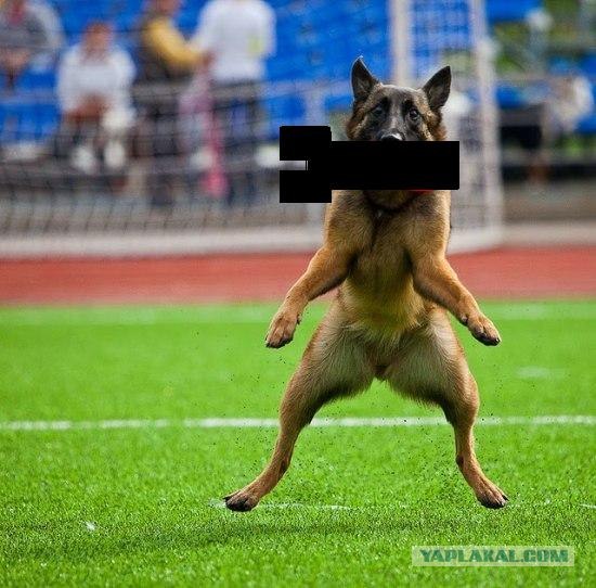Фотожаба: А говорили, гады, что котлета