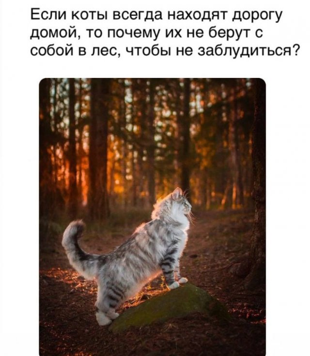Картинки и мемы для настроения