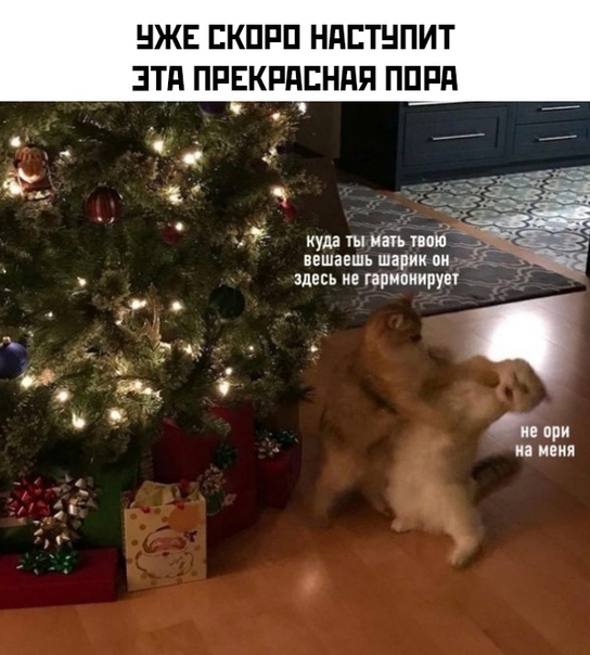 Картинки и мемы для настроения 13.12.2021