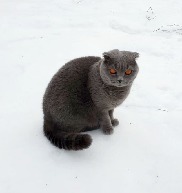 Вот кот. Просто кот . Подобрал на улице кузьмин