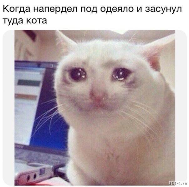 Барсик сволочь ты опять гороховый суп жрал