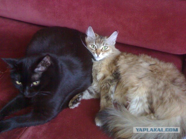 Котовторник 30.04.2013