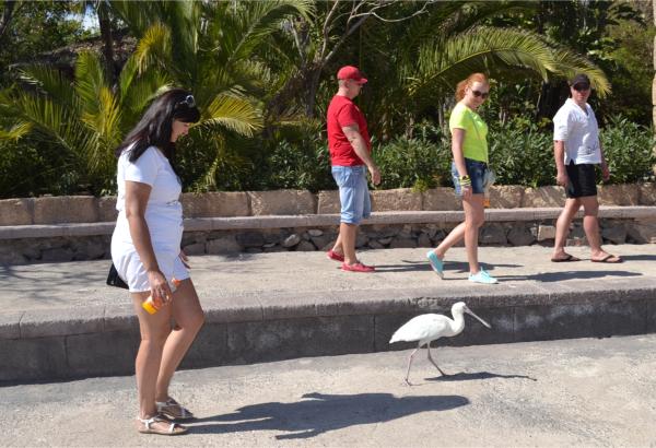 Хочу дачу на канарах!