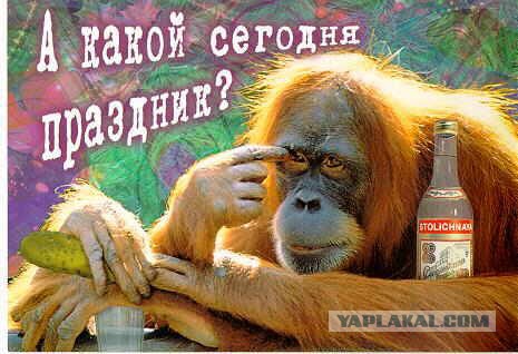 30% россиян выступают за исключение теории Дарвина из школьного курса — ВЦИОМ