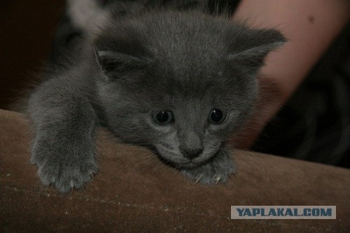 Котовторник 21.05.2013