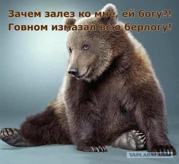Залез в лесу в ямку, а потом узнал, что это берлога